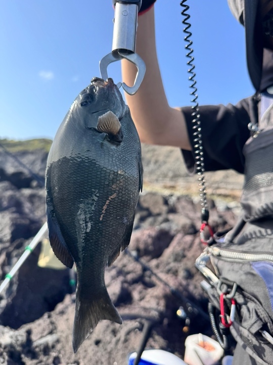お客さまからの釣果報告2026 4月 - 伊豆大島で釣宿をお探しなら