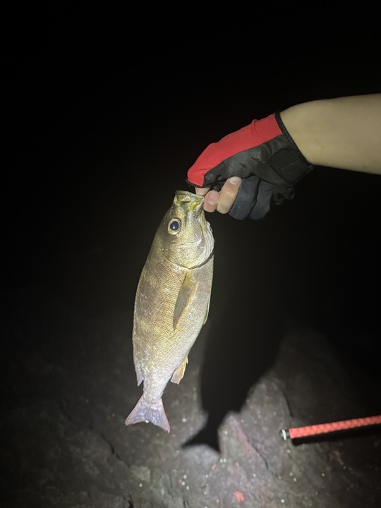 お客さまからの釣果報告2026 4月 - 伊豆大島で釣宿をお探しなら