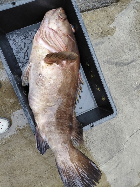 お客様からの釣果報告2025・11月 - 伊豆大島で釣宿をお探しなら